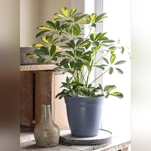 9 POTS! The HC Companies 12 Inch Eclipse Round Planter with Saucer - Indoor Out